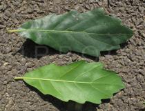 Quercus x hispanica - Upper and lower surface of leaf - Click to enlarge!